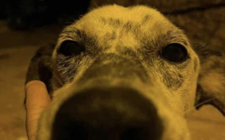 Massacrano di botte cane sordo e cieco: il povero Alex muore dopo giorni di agonia