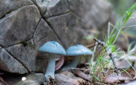 Fungo azzurro trovato in Sardegna