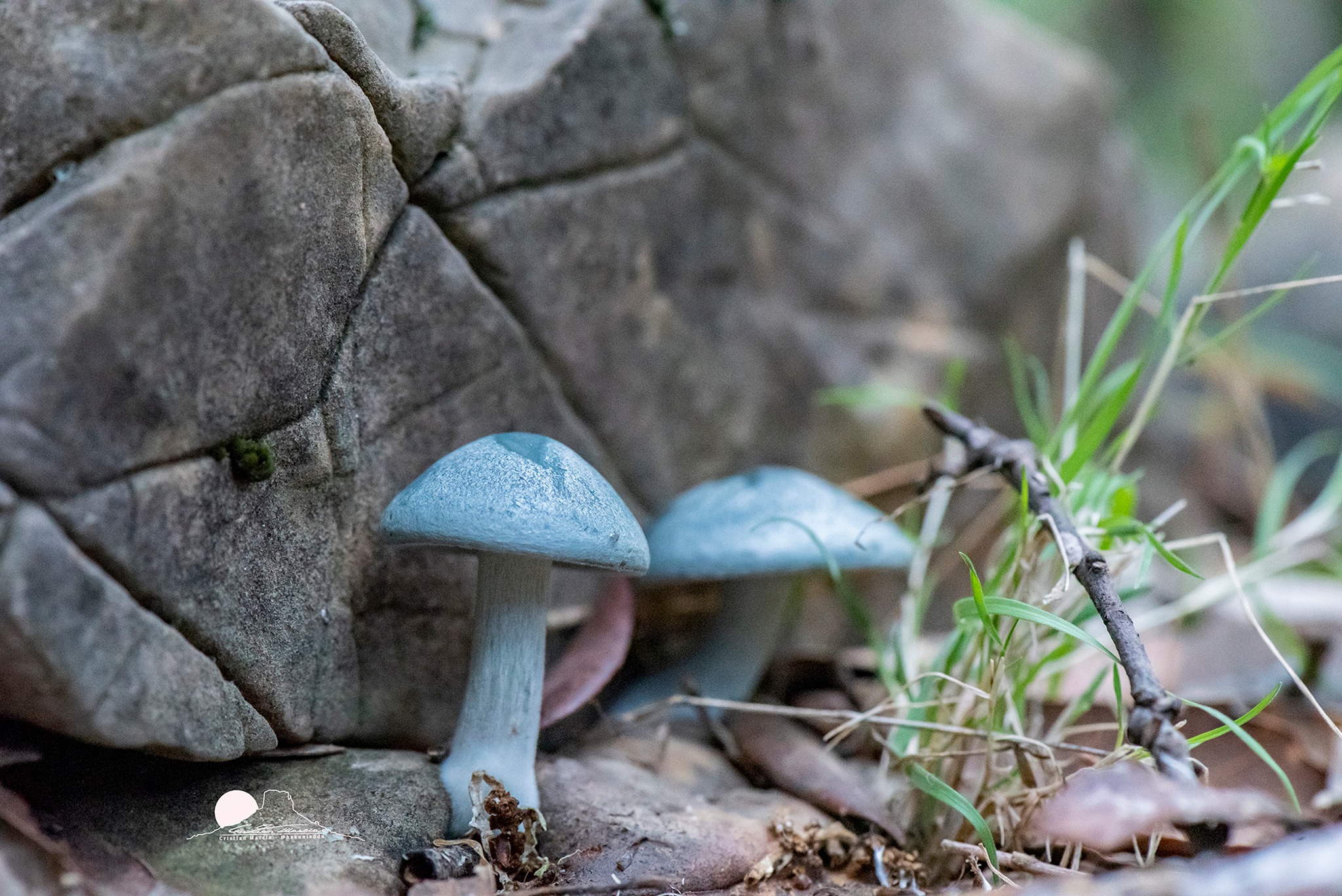 Fungo azzurro trovato in Sardegna