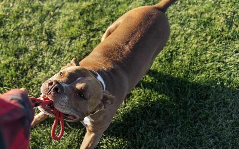 Bimbo di un anno aggredito da pitbull a Orosei: salvato dai vicini e portato d’urgenza in ospedale