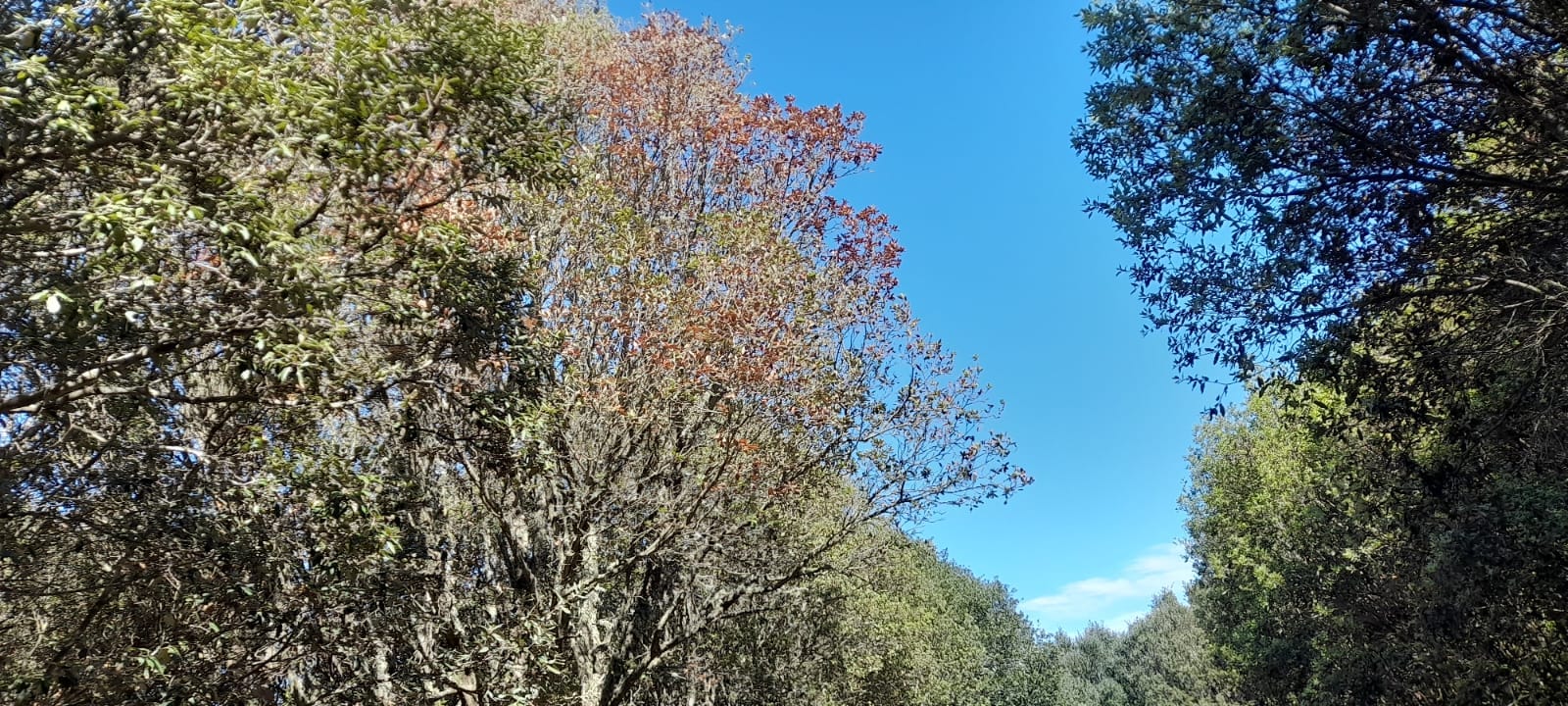 Lecci sul Monte Ortobene: il verde