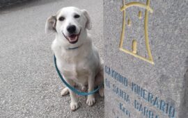 Macchia cane scomparso
