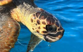 Foto: Comune di Baunei. Tartaruga Caretta Caretta salvata.