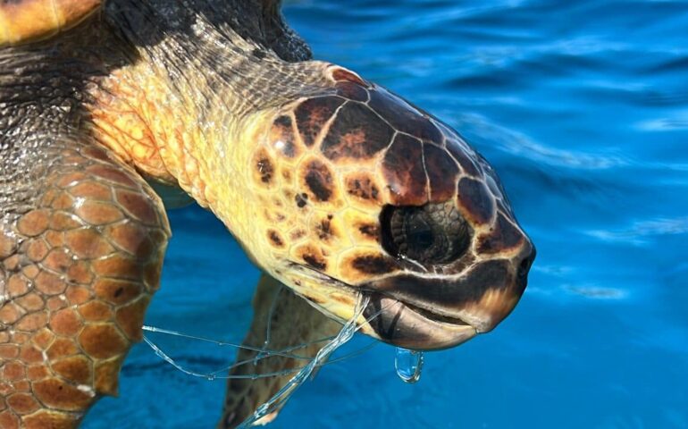 Foto: Comune di Baunei. Tartaruga Caretta Caretta salvata.
