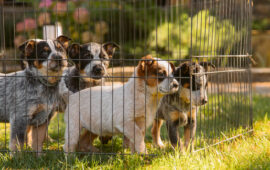 canile cuccioli cani