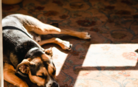 cane veglia il padrone morto