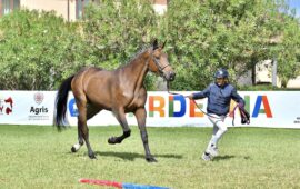cavallo più bello della Sardegna