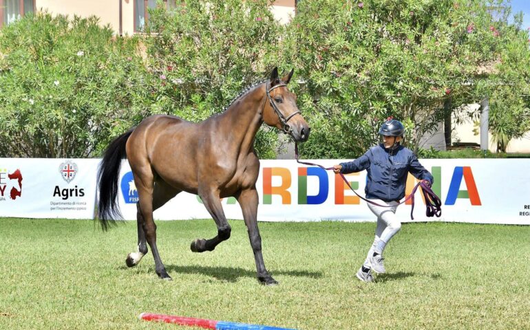 cavallo più bello della Sardegna