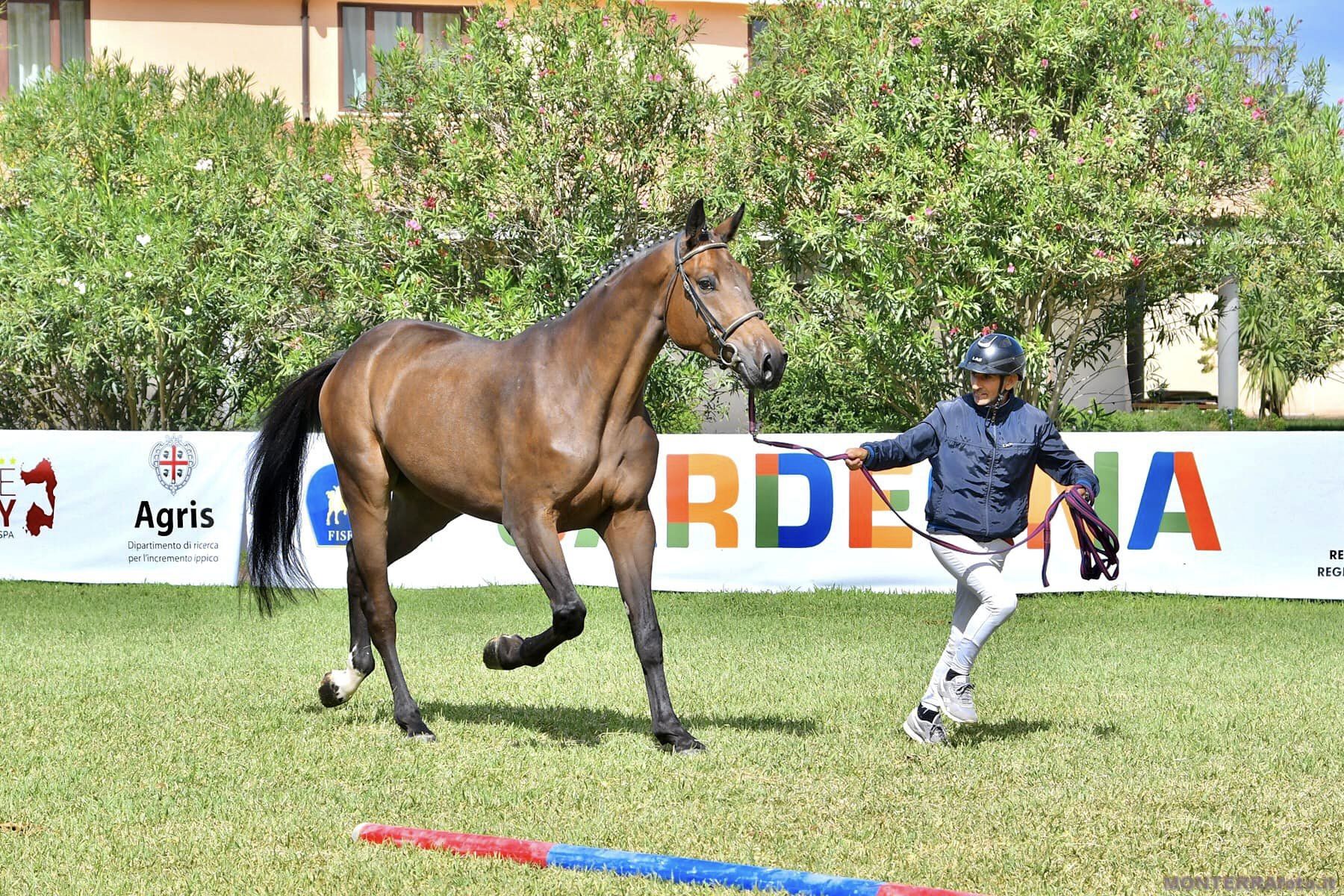 cavallo più bello della Sardegna