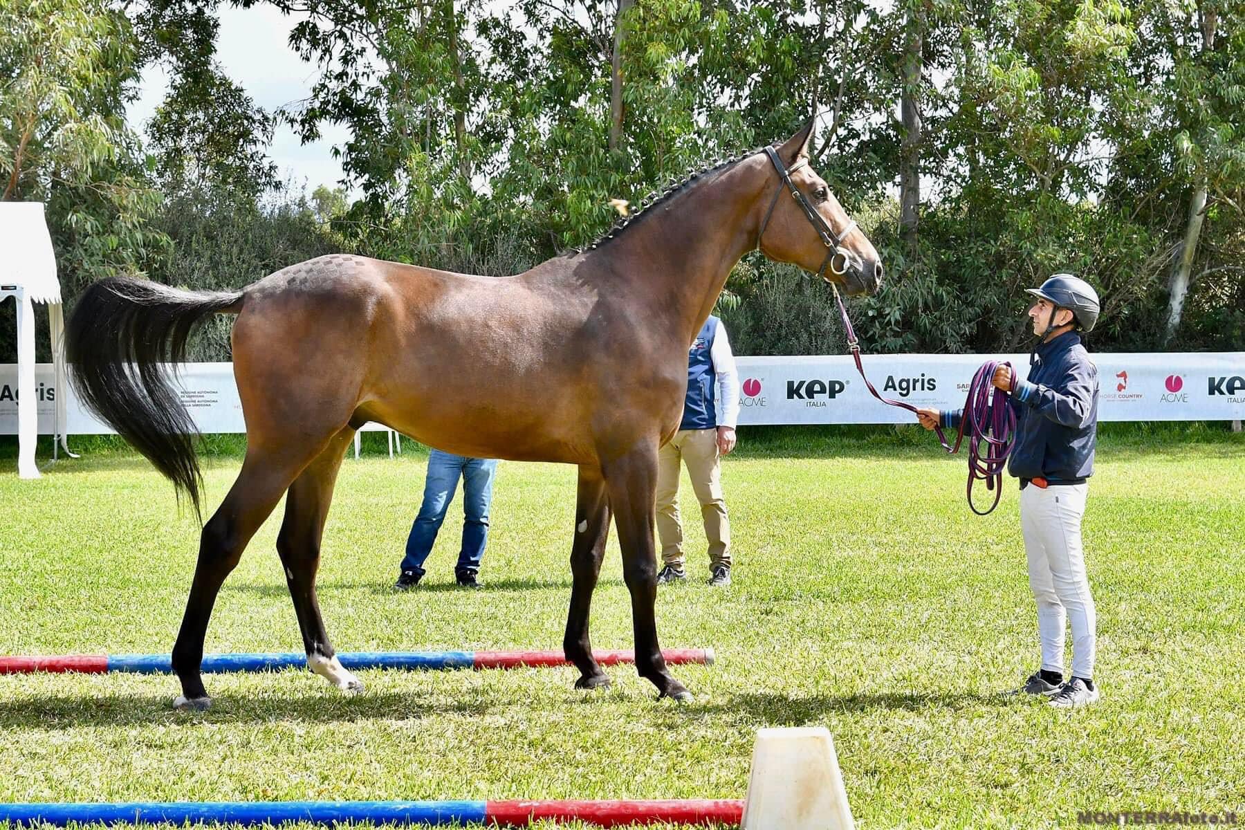 cavallo più bello della Sardegna