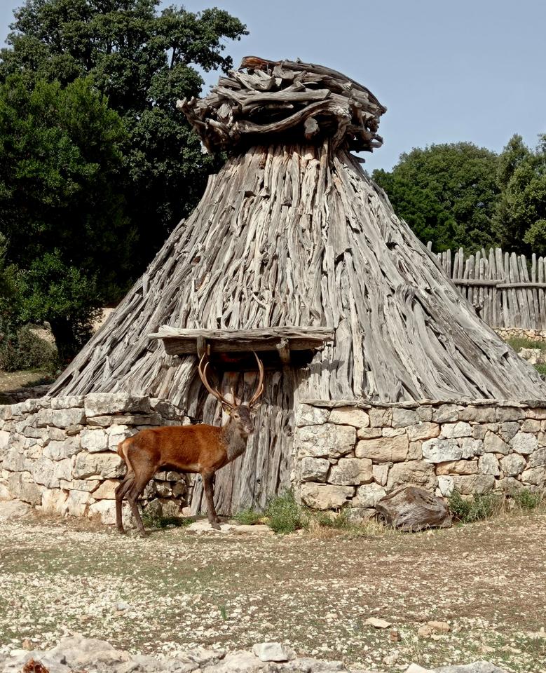 cervo sardo