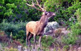 cervo sardo