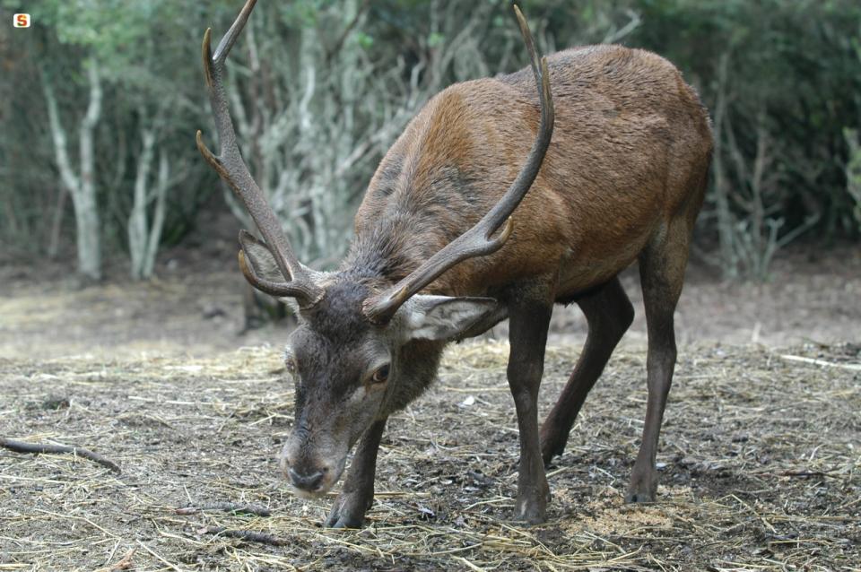 cervo sardo