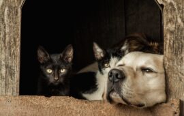 Animali: cane e gatto