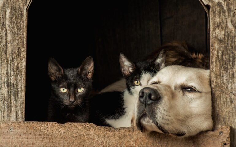 Animali: cane e gatto