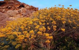 Elicriso - Foto Sardegna Foreste