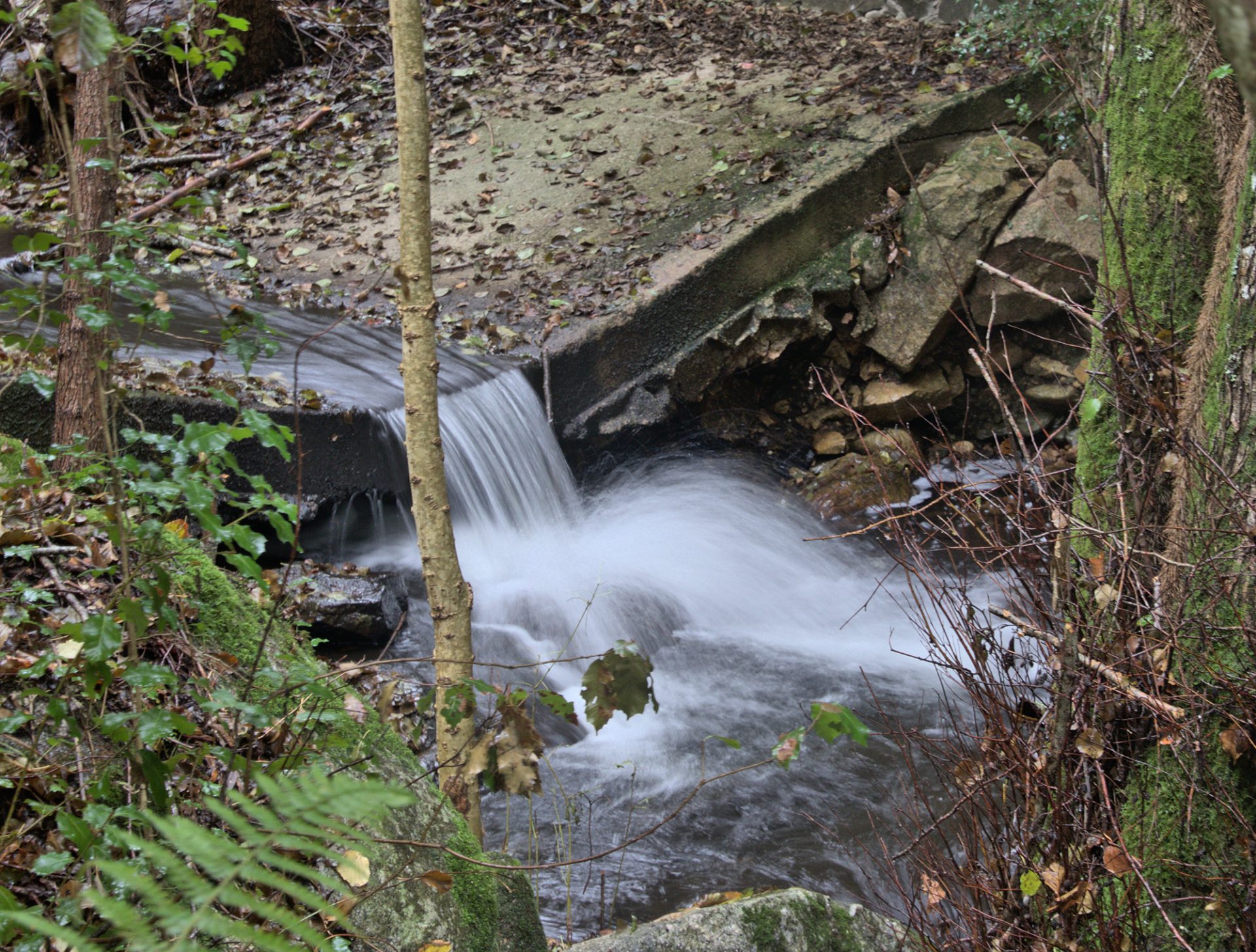 gualchiera di Tiana