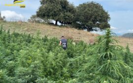 sequestro marijuana a nuoro
