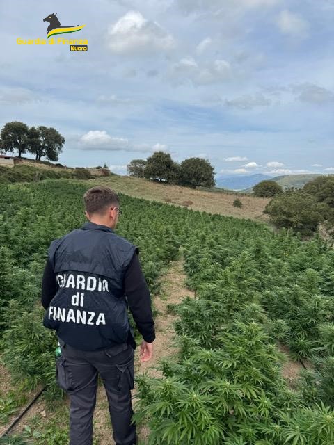 sequestro marijuana a nuoro