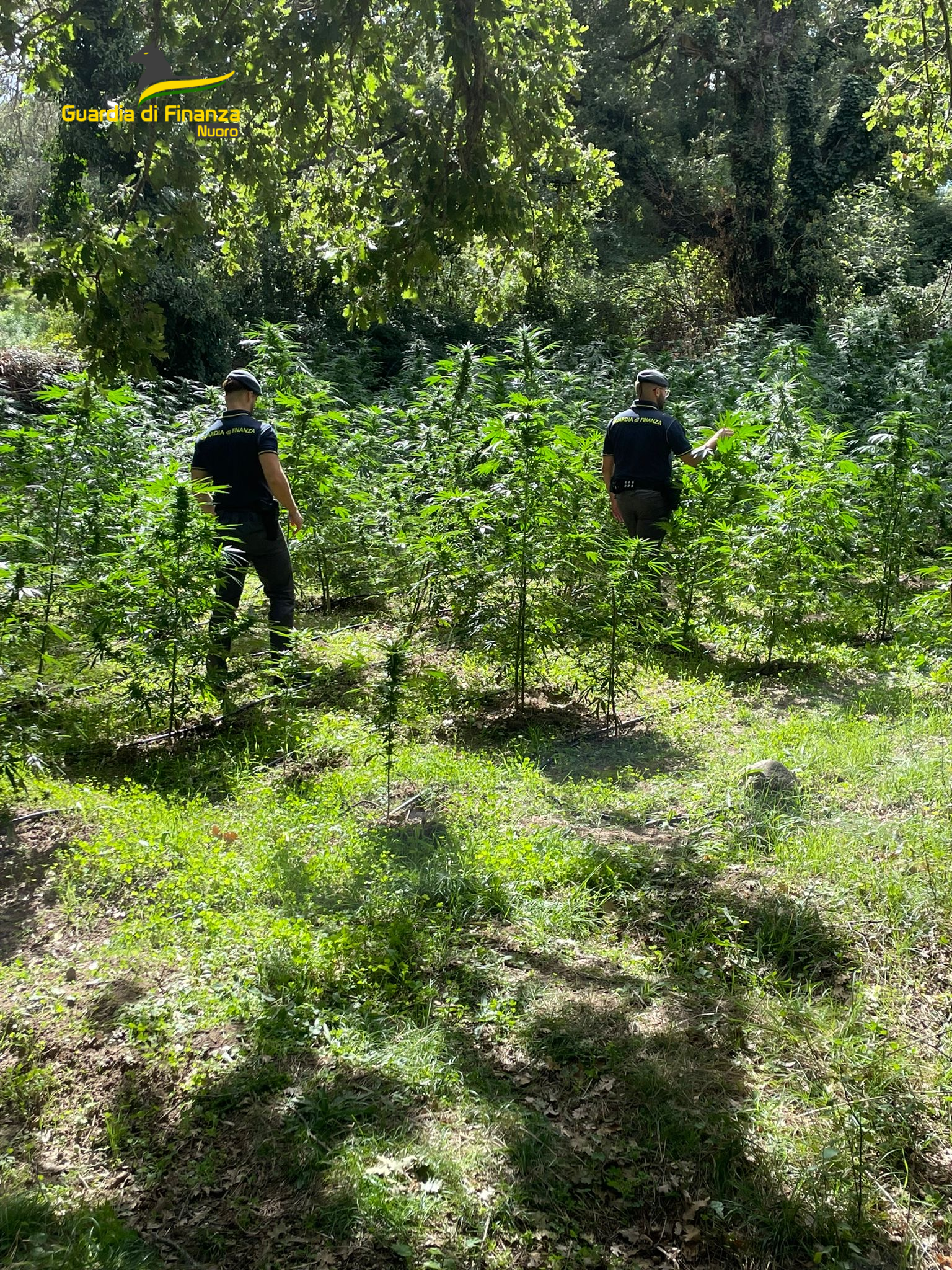 sequestro marijuana a nuoro