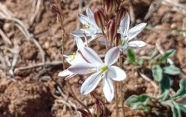 urginea-fugax