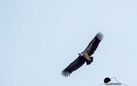 grifone nei cieli d'ogliastra ( pH Cristian Mascia)