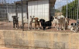canile tortolì