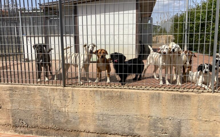 canile tortolì