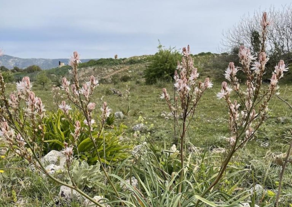 Piante di asfodelo