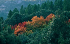 monte limbara
