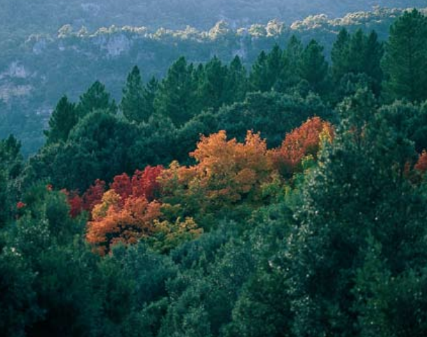 monte limbara