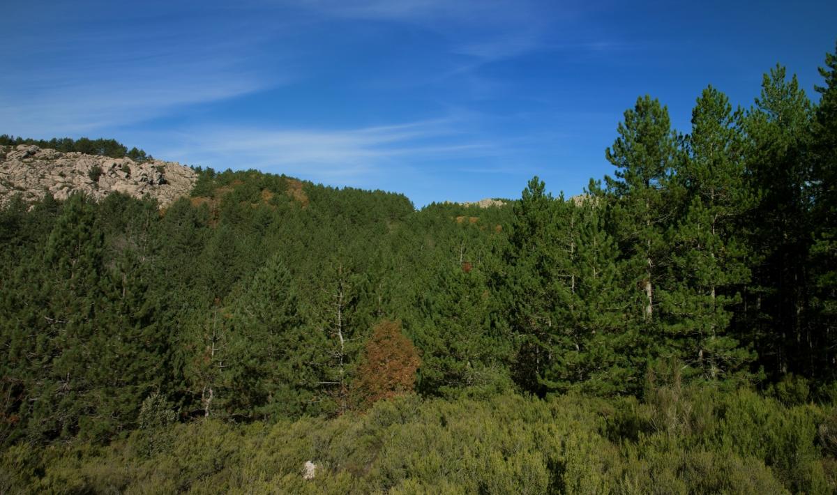 monte limbara