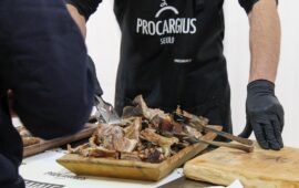 procargius seulo