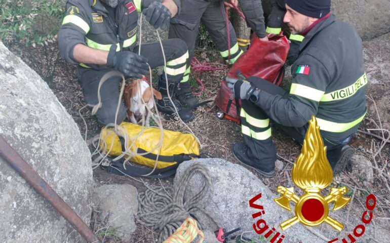 cane salvato dai vigili del fuoco