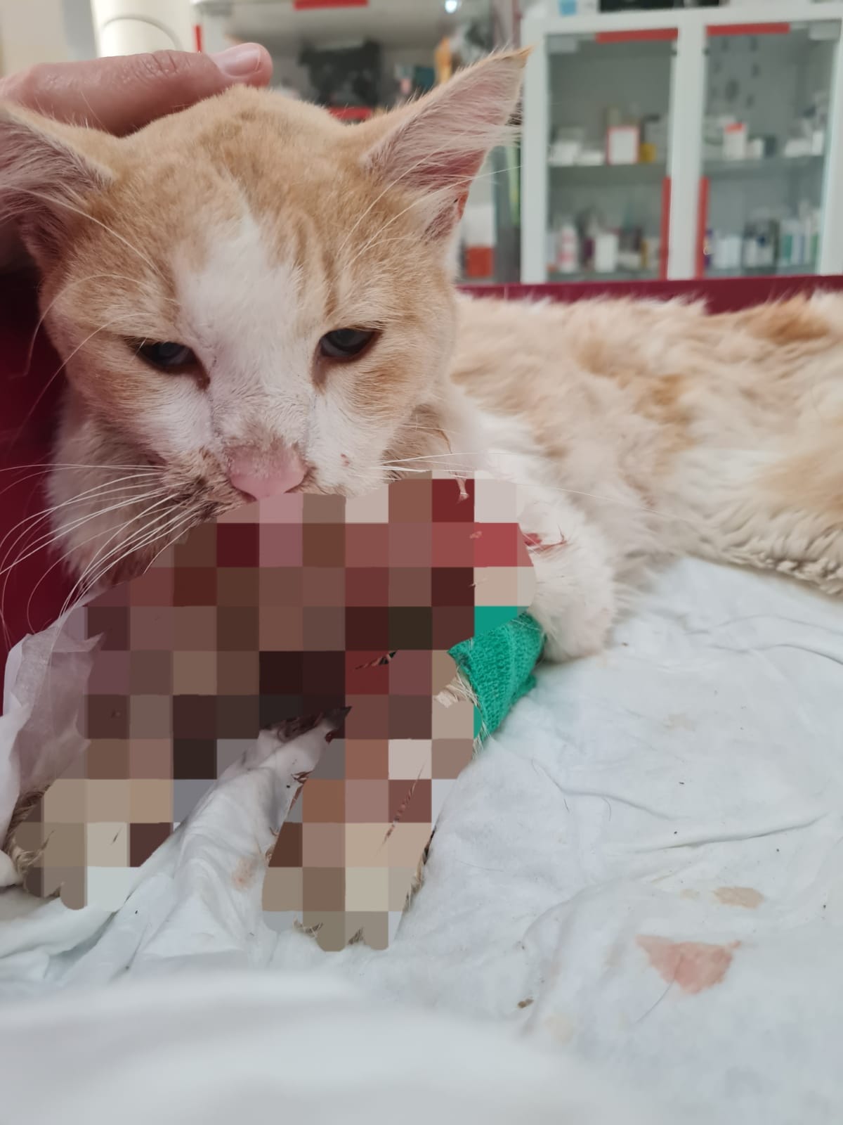 gatto avvelenato a Lotzorai
