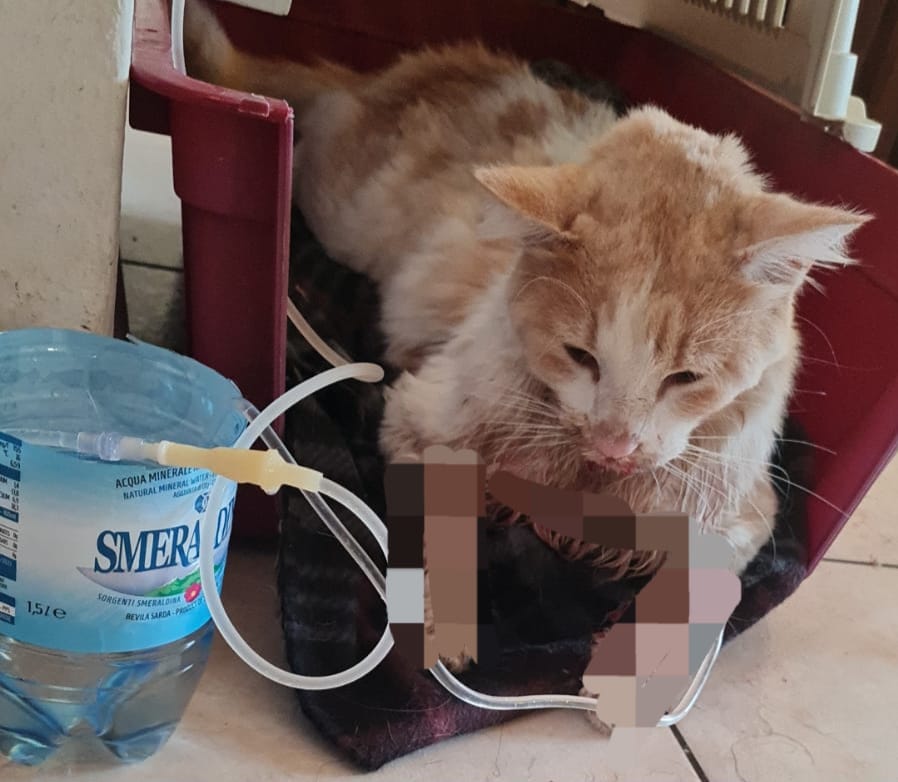 gatto avvelenato a Lotzorai