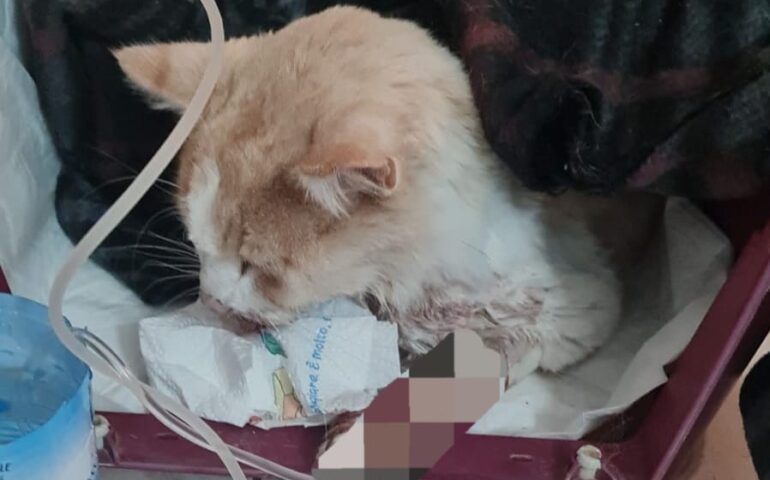 gatto avvelenato a Lotzorai