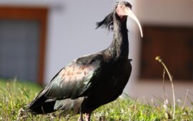 ibis eremita