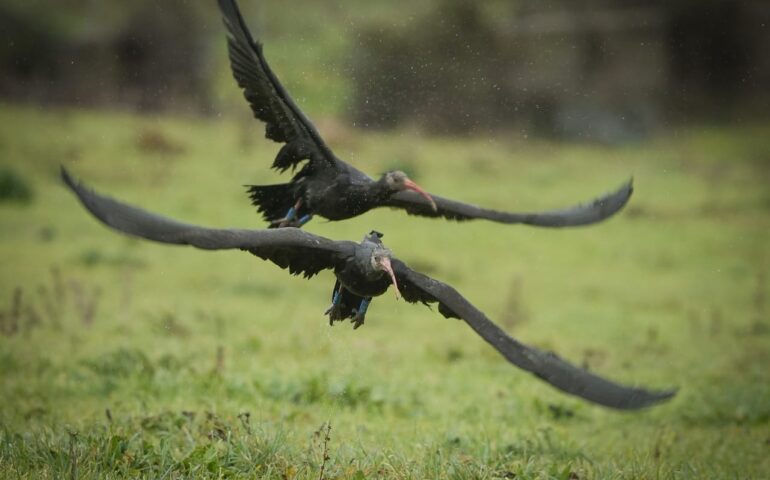 ibis in sardegna