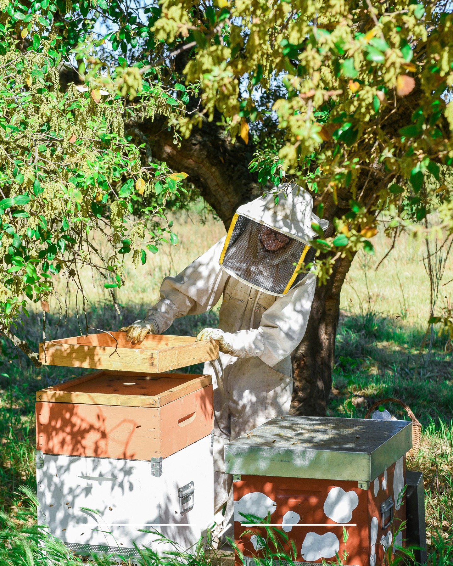 progetto adozione pecore e alveari dell'azienda sarda Mannos