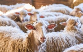 progetto adozione pecore e alveari dell'azienda sarda Mannos