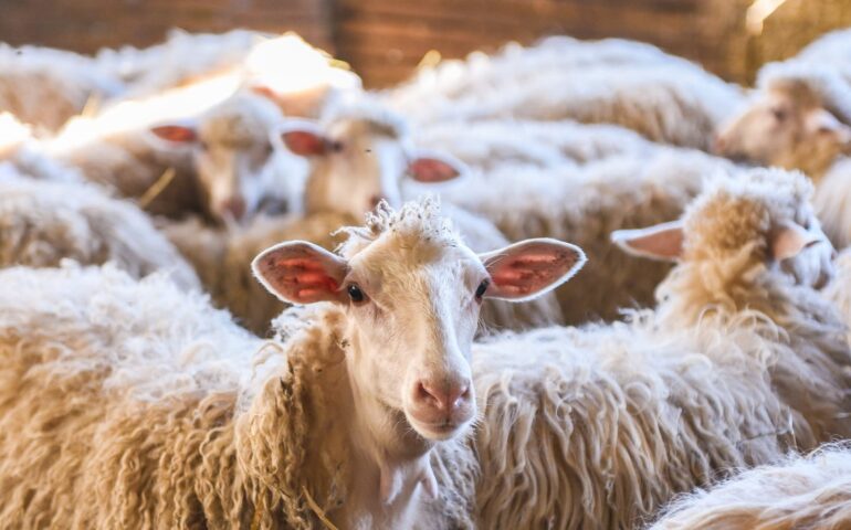 progetto adozione pecore e alveari dell'azienda sarda Mannos