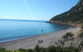 Coccorrocci