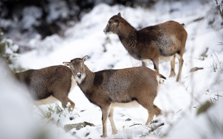 neve e mufloni a villagrande