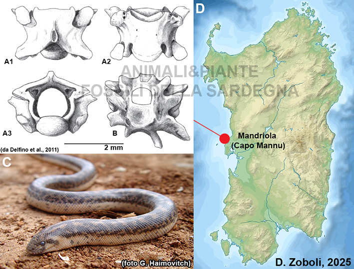 boa in sardegna
