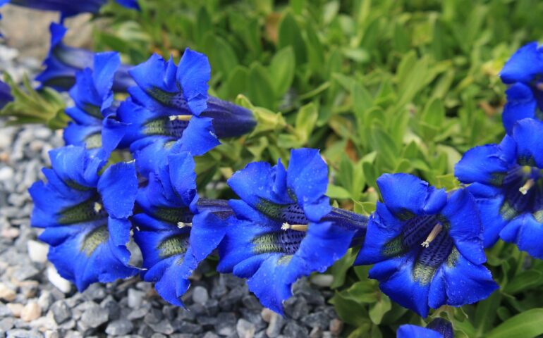 genziana