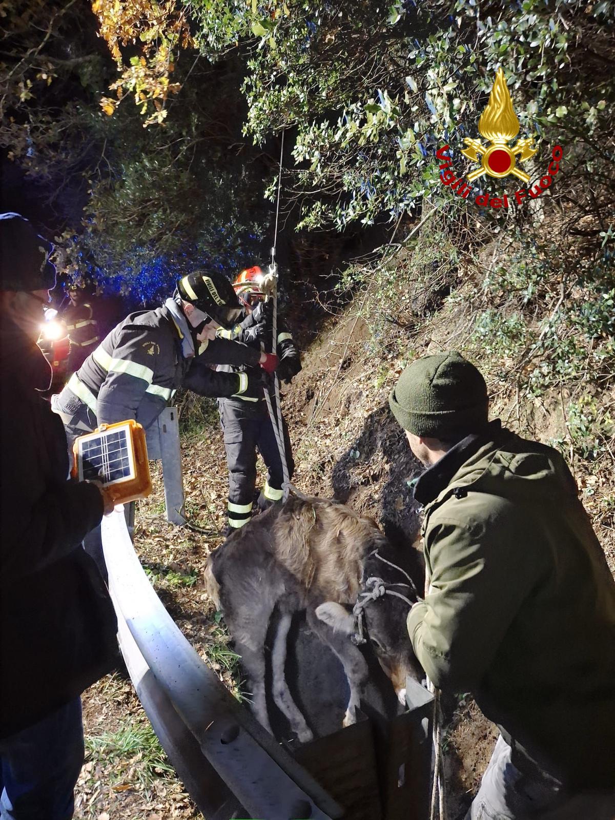 vitello salvato dai vigili del fuoco in sardegna