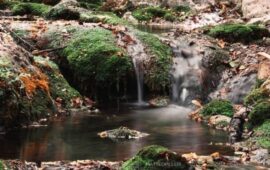 Bosco-di-Niala