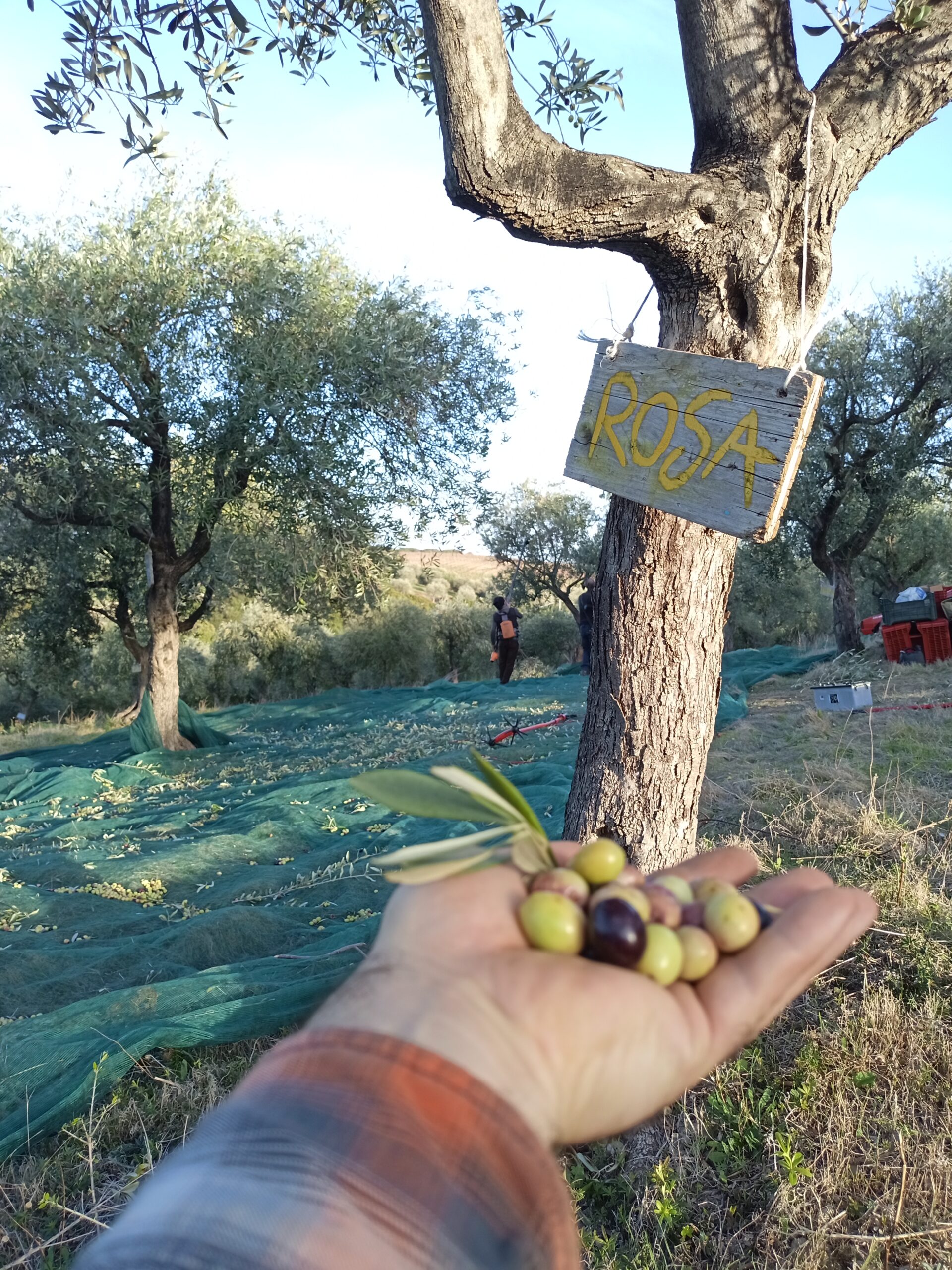 azienda agricola sarda Agreste