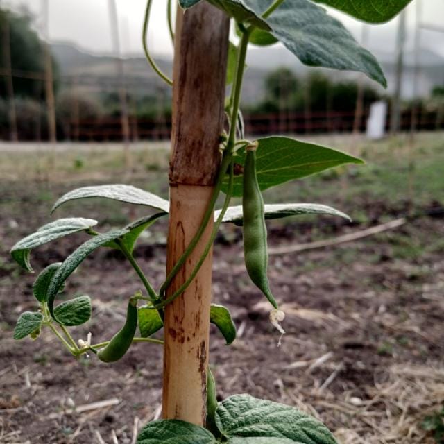 azienda agricola sarda Agreste